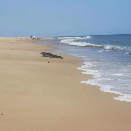 Sea View Holiday Chalet, Access To Sandy Beach - Pets Go Free Winterton-on-Sea Exterior photo